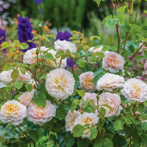 ROSA 'David Austin'® Emily Brontë® - Obrázek 2