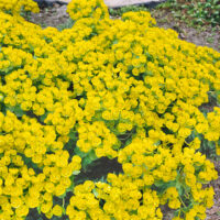 Euphorbia myrsinites
