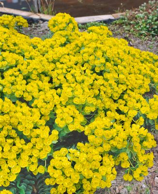 Euphorbia myrsinites