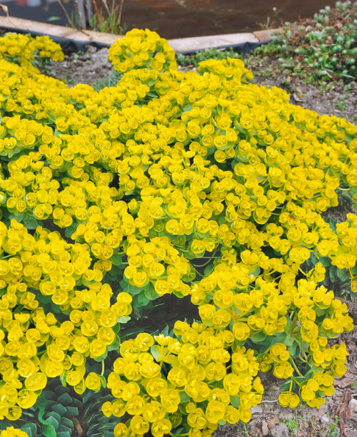 Euphorbia myrsinites - Obrázek 1