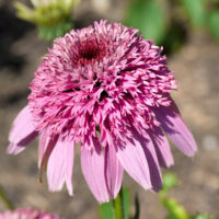 Echinacea purpurea 'Papallo Semi Double Pink'