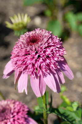 Echinacea purpurea 'Papallo Semi Double Pink'