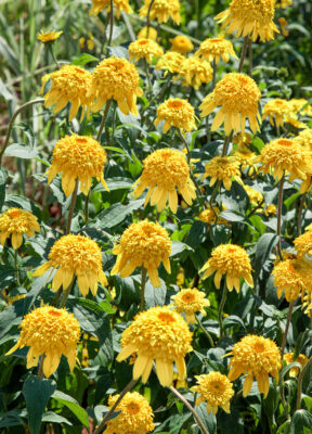 Echinacea purpurea 'Papallo Semi Double Peach'