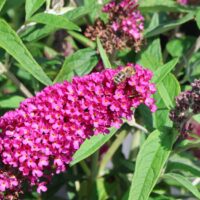 Buddleja davidii 'Summer Kids' - Sofia-červená