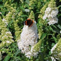 Buddleja davidii 'Summer Kids' - Marie-bílá