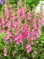 Digitalis purpurea - Obrázek 3
