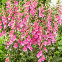 Digitalis purpurea - C2L-Panther