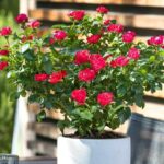 Rosa 'Zepeti'® Meilland - Obrázek 2
