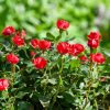 Rosa 'Zepeti'® Meilland - C2L
