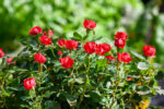 Rosa 'Zepeti'® Meilland