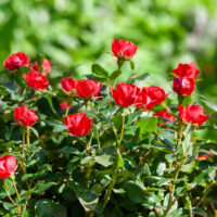 Rosa 'Zepeti'® Meilland