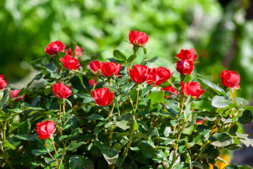 Rosa 'Zepeti'® Meilland - Obrázek 1