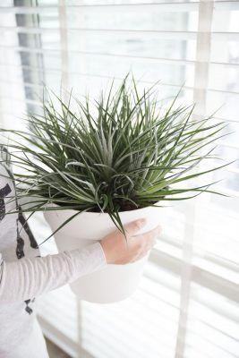 Bromelia fascicularia 'Bicolor'