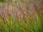 Panicum virgatum 'Sangria'