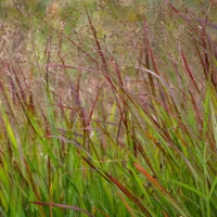 Panicum virgatum 'Sangria'