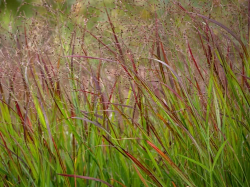 Panicum virgatum 'Sangria' - Obrázek 1