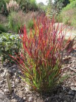 Panicum virgatum 'Sangria' - Obrázek 2