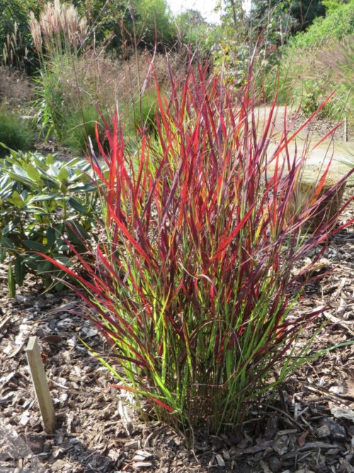 Panicum virgatum 'Sangria' - Obrázek 2