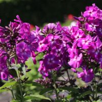 Phlox paniculata 'Adessa Special Purple Star'