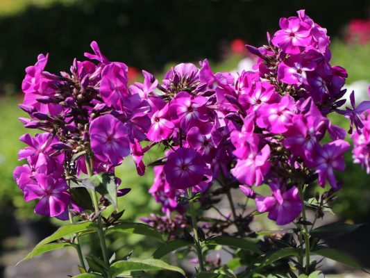 Phlox paniculata 'Adessa Special Purple Star'