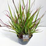 Panicum virgatum 'Sangria' - Obrázek 3