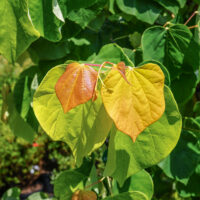 Cercis canadensis 'The Rising Sun'