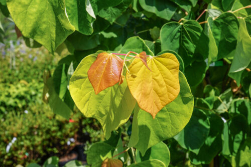 Cercis canadensis 'The Rising Sun' - Obrázek 1