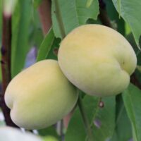 Broskvoň 'Ice Peach'®