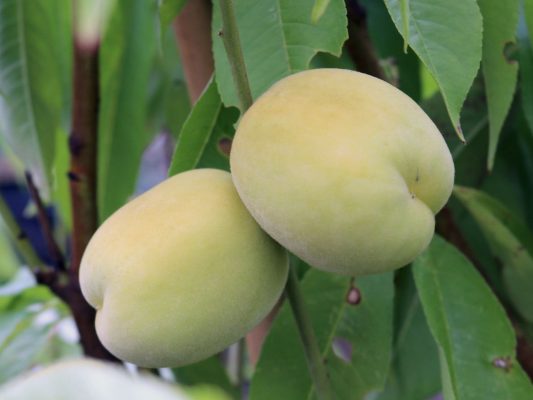 Broskvoň 'Ice Peach'®