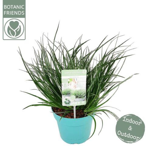 Bromelia fascicularia 'Bicolor' - Obrázek 3