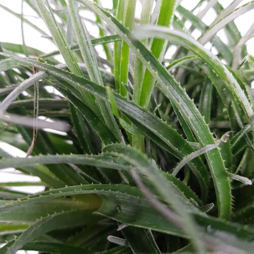 Bromelia fascicularia 'Bicolor' - Obrázek 4