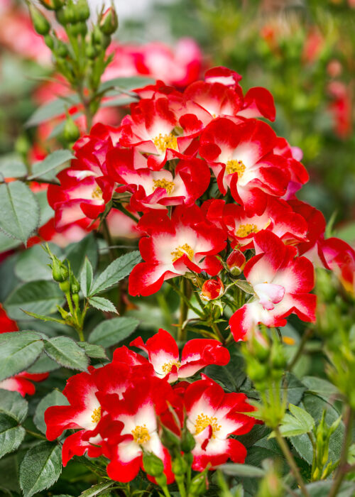 Rosa 'Everglow Ruby' - Obrázek 2