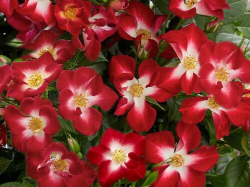 Rosa 'Everglow Ruby' - Obrázek 3