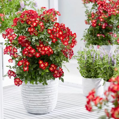 Rosa 'Everglow Ruby'