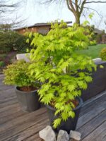 Acer shirasawanum 'Jordan'® - Obrázek 3