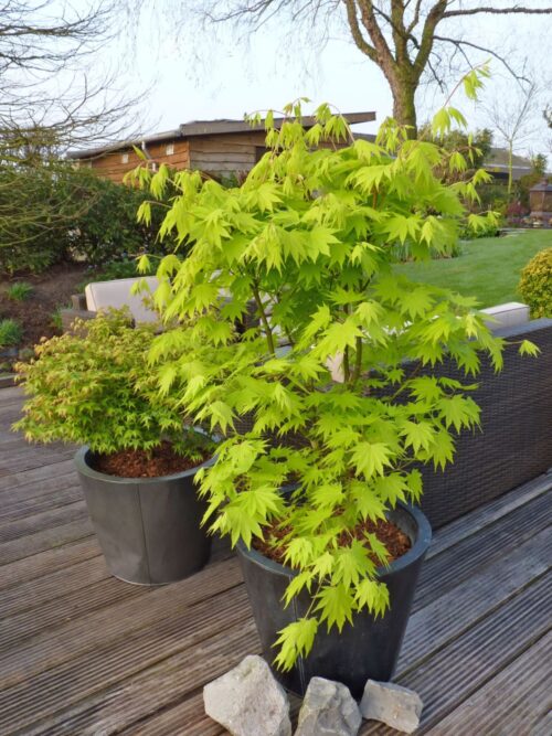 Acer shirasawanum 'Jordan'® - Obrázek 3