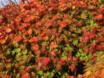 Acer shirasawanum 'Jordan'® - Obrázek 4