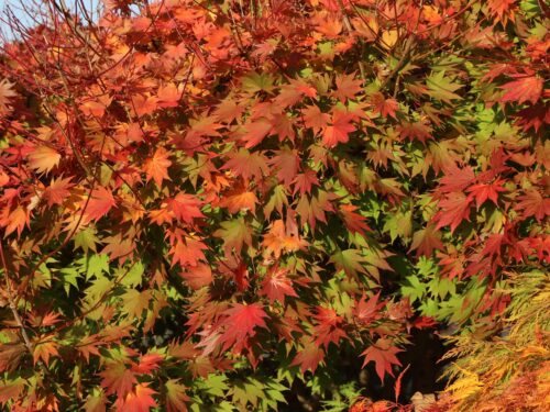 Acer shirasawanum 'Jordan'® - Obrázek 4