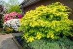 Acer shirasawanum 'Jordan'®