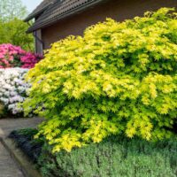 Acer shirasawanum 'Jordan'®