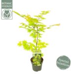 Acer shirasawanum 'Jordan'® - Obrázek 5