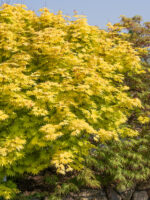 Acer shirasawanum 'Jordan'® - Obrázek 2