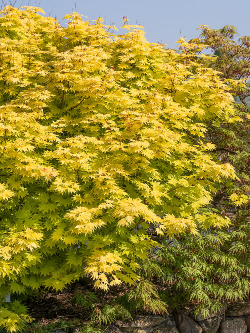 Acer shirasawanum 'Jordan'® - Obrázek 2