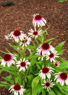 Echinacea Fountain 'Pink Eye'