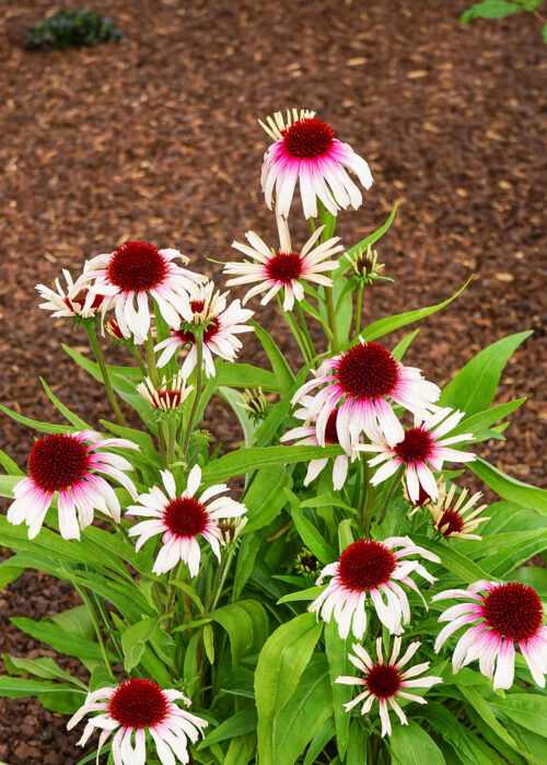 Echinacea Fountain 'Pink Eye' - Image 1