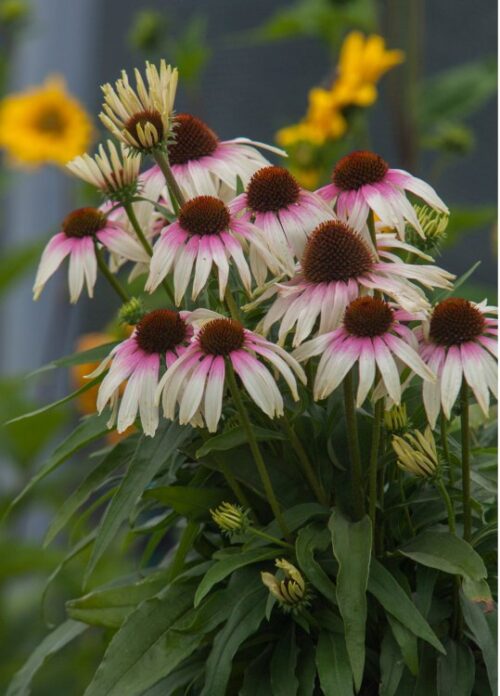 Echinacea Fountain 'Pink Eye' - Image 2