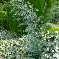Eucalyptus gunnii