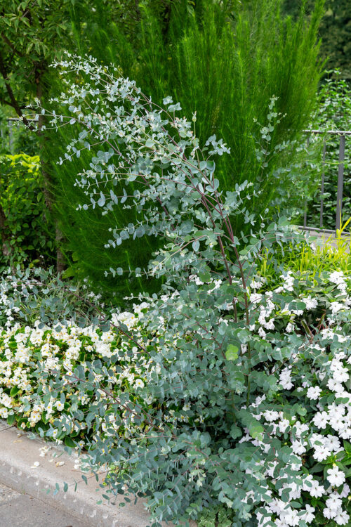 Eucalyptus gunnii - Obrázek 1