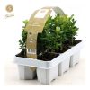 Buxus sempervirens - 6-pack