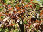 Malus toringo 'Scarlett' - Obrázek 3